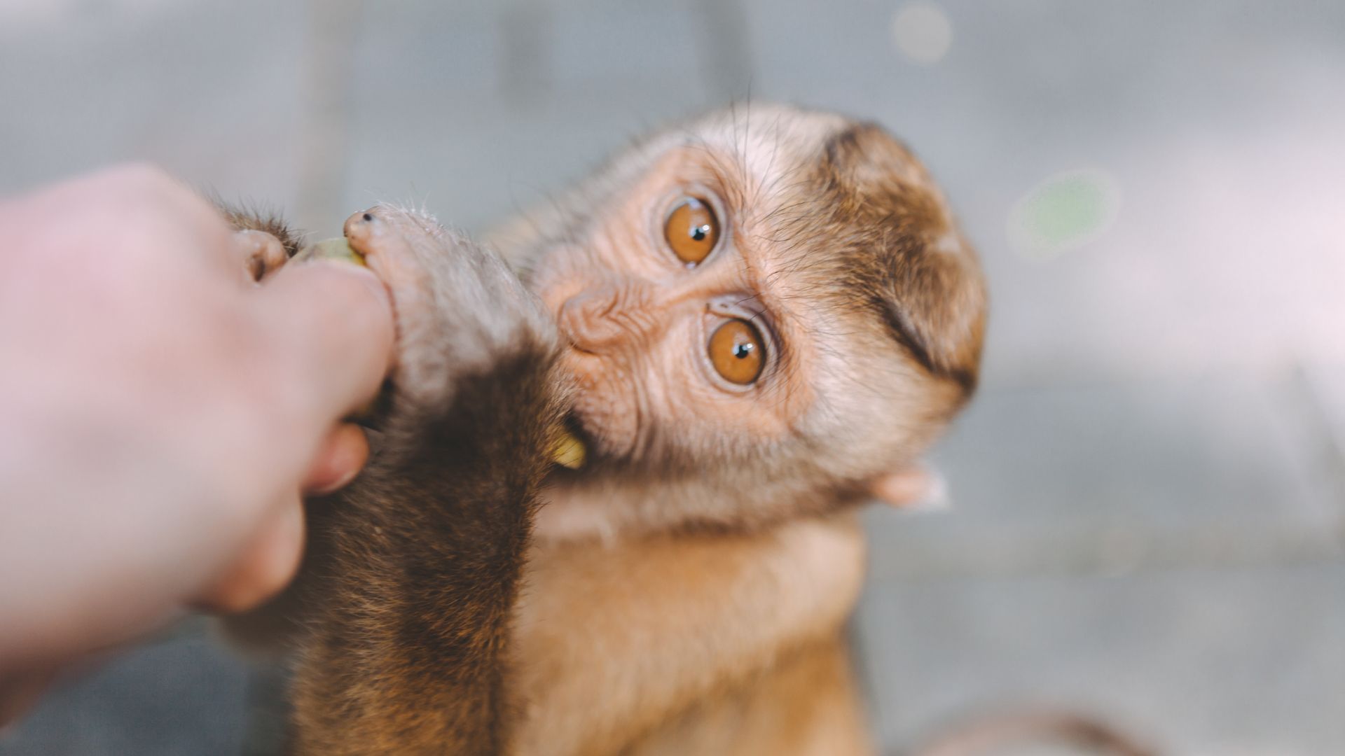 modelul-de-unde-cerebrale-„universal”-descoperit-la-speciile-de-primate,-inclusiv-la-oameni