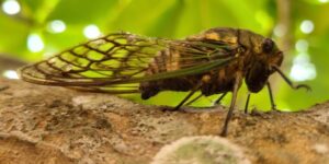 studiu:-cicadale-fac-pipi-in-jeturi,-nu-picaturi-iata-de-ce-e-cam-ciudat.