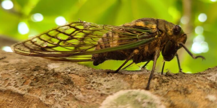 Studiu: Cicadale fac pipi în jeturi, nu picături.  Iată de ce e cam ciudat.