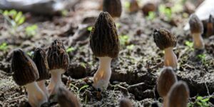 focarul-mortal-de-ciuperci-morel-evidentiaza-lacune-mari-in-cunoasterea-ciupercilor