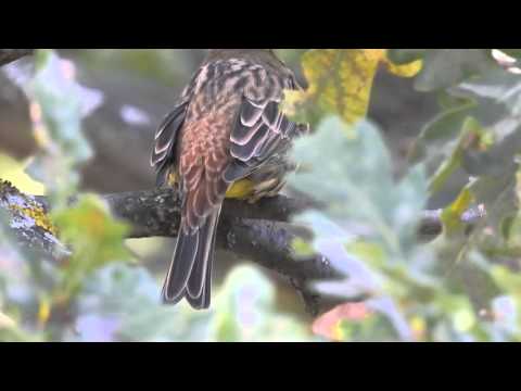 Presură galbenă – Yellowhammer (Emberiza citrinella)