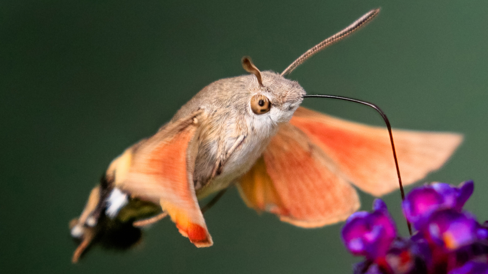 molia-de-soim-colibri:-insecta-asemanatoare-unei-pasari,-cu-o-piesa-bucala-uriasa-care-suge
