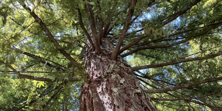 Redwoods cresc aproape la fel de repede în Marea Britanie precum verii lor din California