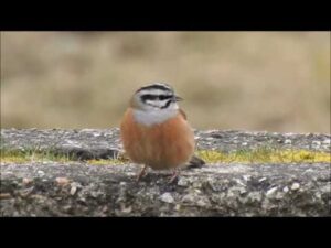Presura de munte, Emberiza cia, Rock Bunting