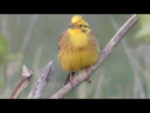 Emberiza citrinella ; Goldammer ; Presura  galbenă