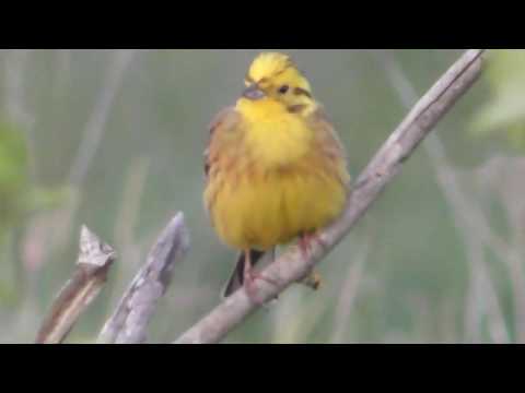Emberiza citrinella ; Goldammer ; Presura  galbenă