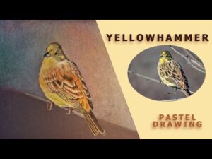 Bird Drawing- realistic drawing – YELLOWHAMMER / Desen presură galbenă.