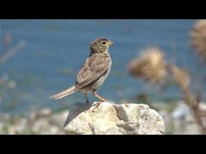 Presura sura, chemare – Corn bunting call