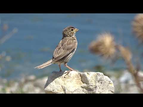 Presura sura, chemare – Corn bunting call