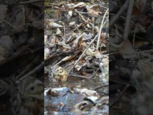 カシラダカ の 水浴びEmberiza rustica bathing(229)#野鳥#shorts