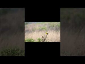 Meadowlark? Sways in breeze #floridawildlifeimages #treasurecoastflorida #birds #kissimmeeprairie