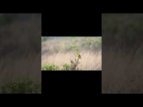 Meadowlark? Sways in breeze #floridawildlifeimages #treasurecoastflorida #birds #kissimmeeprairie
