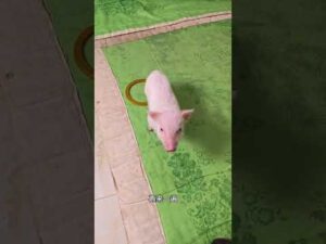 動物世界：聰明笨豬呼拉圈，醒過豬腦袋