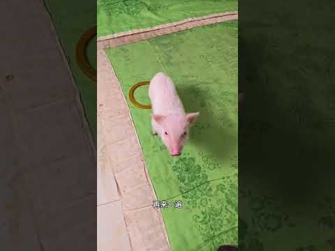 動物世界：聰明笨豬呼拉圈，醒過豬腦袋