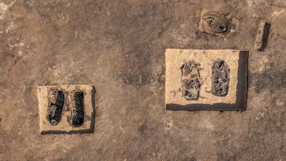 inmormantare-„uimitoare”-din-neolitic,-care-contine-un-om,-vite-si-un-car-descoperit-in-germania