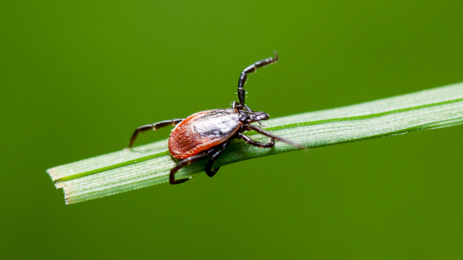 proteinele-din-transpiratia-umana-pot-proteja-unii-oameni-impotriva-bolii-lyme