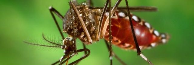 Puerto Rico declară urgență de sănătate publică pe măsură ce numărul cazurilor de dengue crește