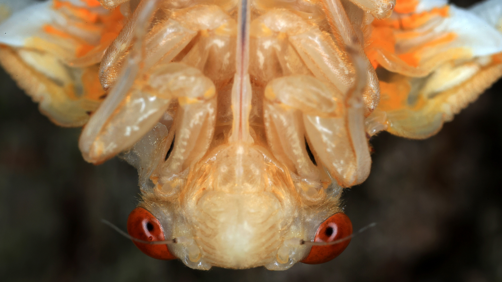 eveniment-cu-cicada-dublu:-la-ce-sa-va-asteptati-cand-trilioane-de-insecte-apar-in-estul-sua