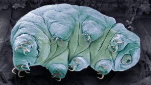 proteinele-tardigrade-ar-putea-incetini-imbatranirea-la-oameni,-arata-un-studiu-cu-celule-mici