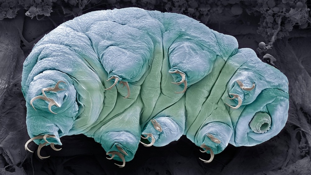 proteinele-tardigrade-ar-putea-incetini-imbatranirea-la-oameni,-arata-un-studiu-cu-celule-mici