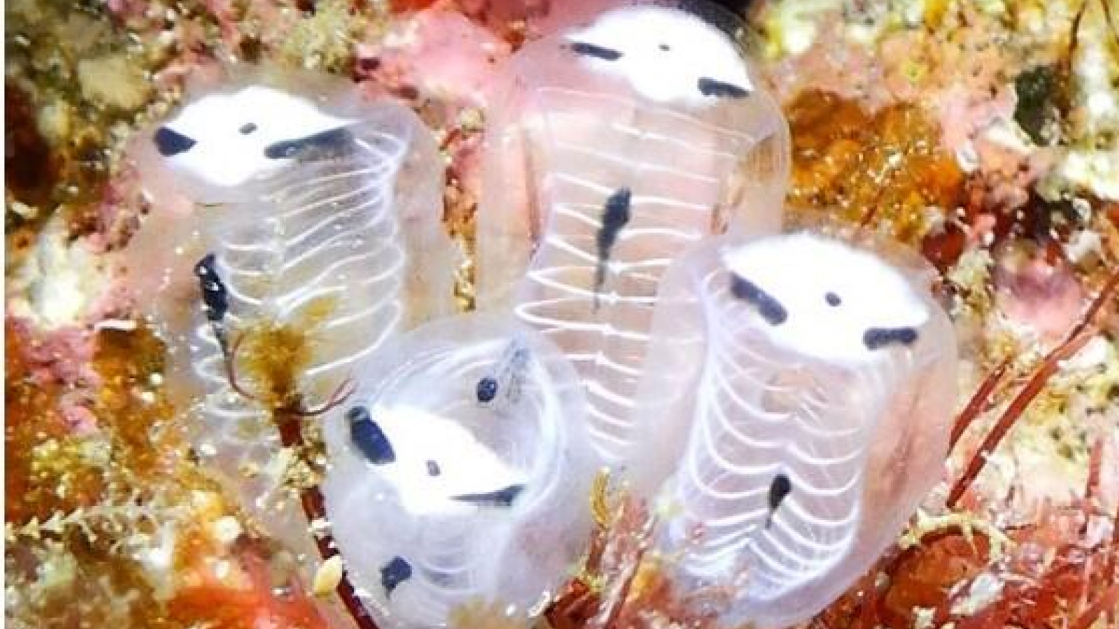 skeleton-panda-sea-squirt:-creatura-ciudata-care-arata-ca-un-pui-de-panda-imbracat-de-halloween