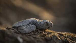 animalele-chiar-au-instincte?