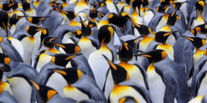 guvernul-de-stat-german-renuntarea-la-windows-pentru-linux,-30.000-de-lucratori-migrand