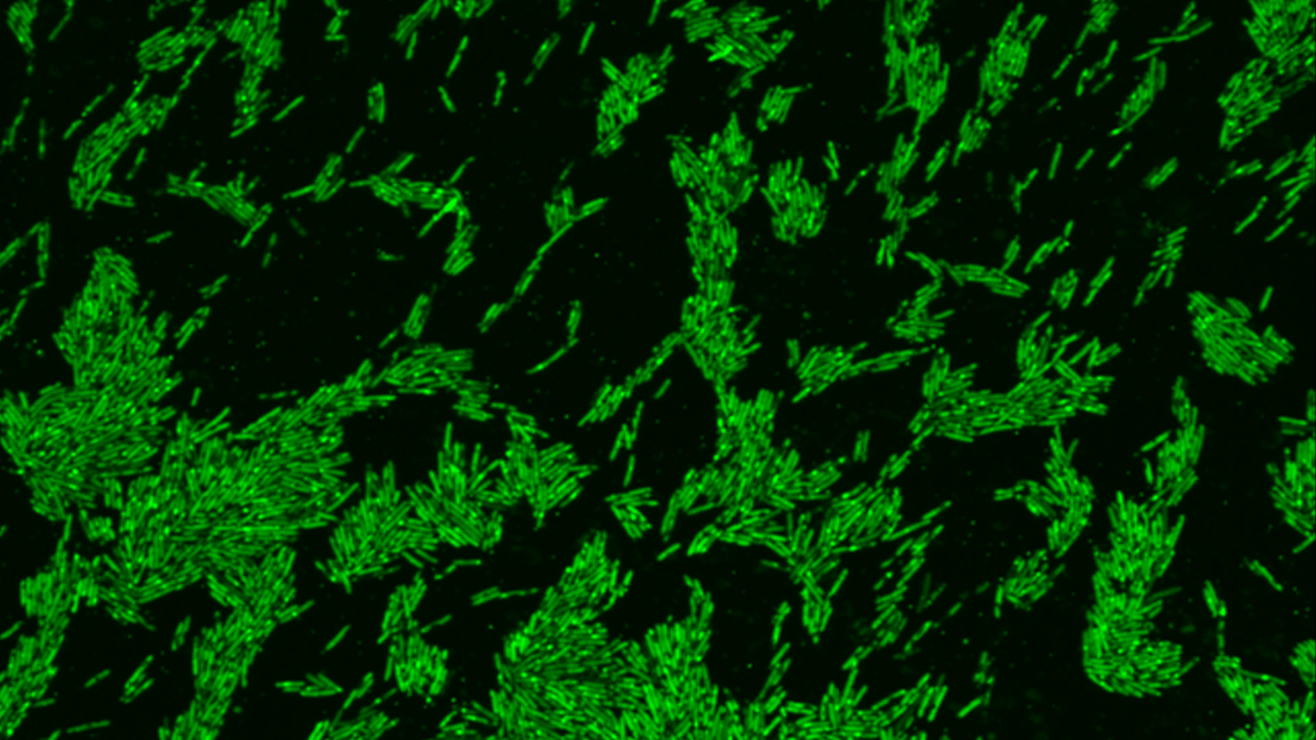 bacteriile-intestinale-care-inghiteaza-colesterolul-ar-putea-proteja-impotriva-bolilor-de-inima