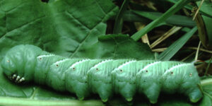 cum-sangele-insectelor-opreste-sangerarea-rapid