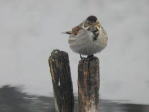 Presura de stuf – Reed Bunting (Emberiza schoeniclus)