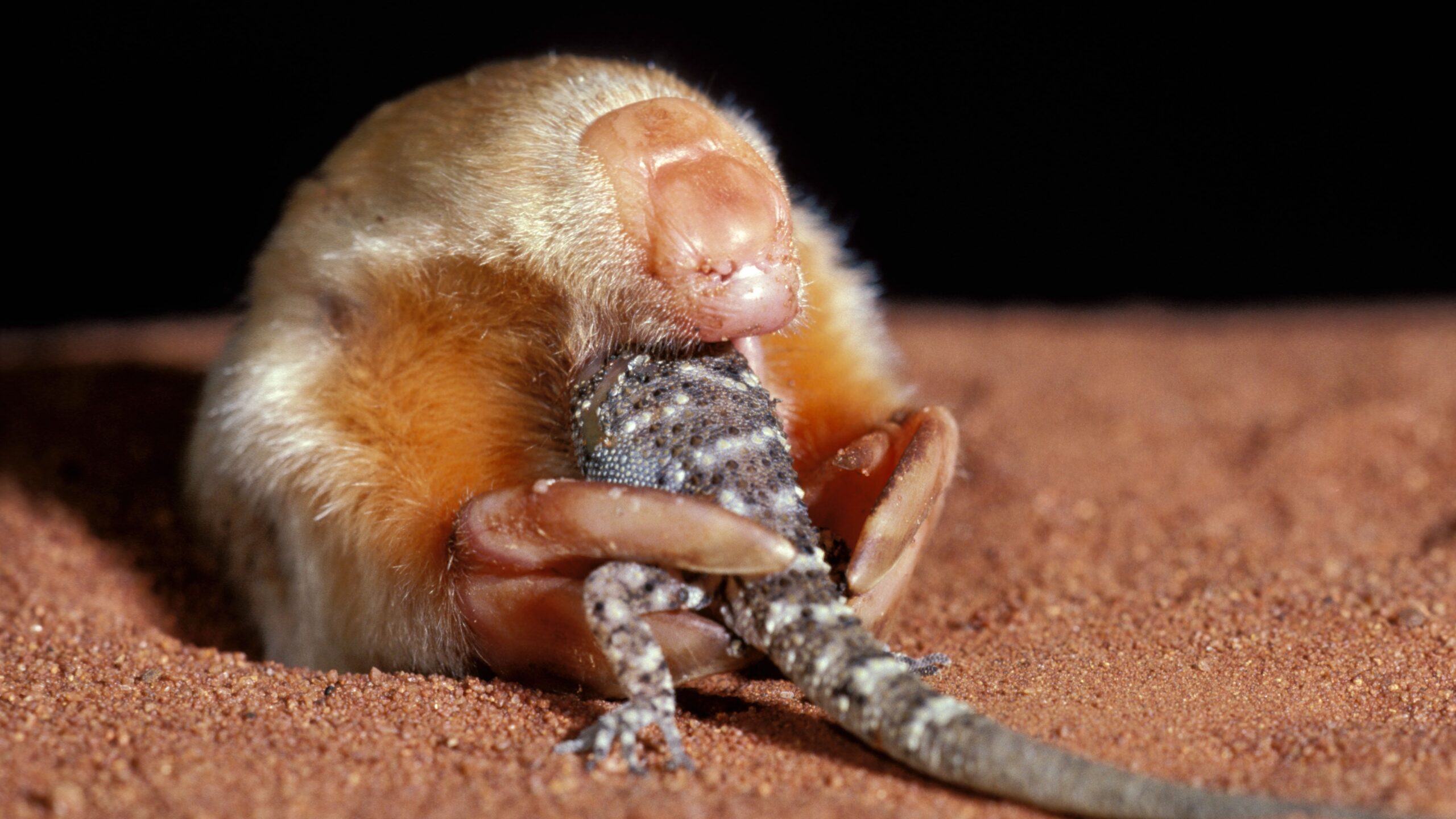 alunita-marsupial-extrem-de-rara-care-„navigheaza-cu-experienta”-in-dunele-de-nisip-observate-in-australia-de-vest