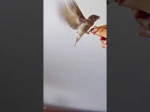 飞食 #手养鸟 #bird #shortvideo #手养鸟 #viral #cute #amazing #萌宠vlog #viralvideo #pets