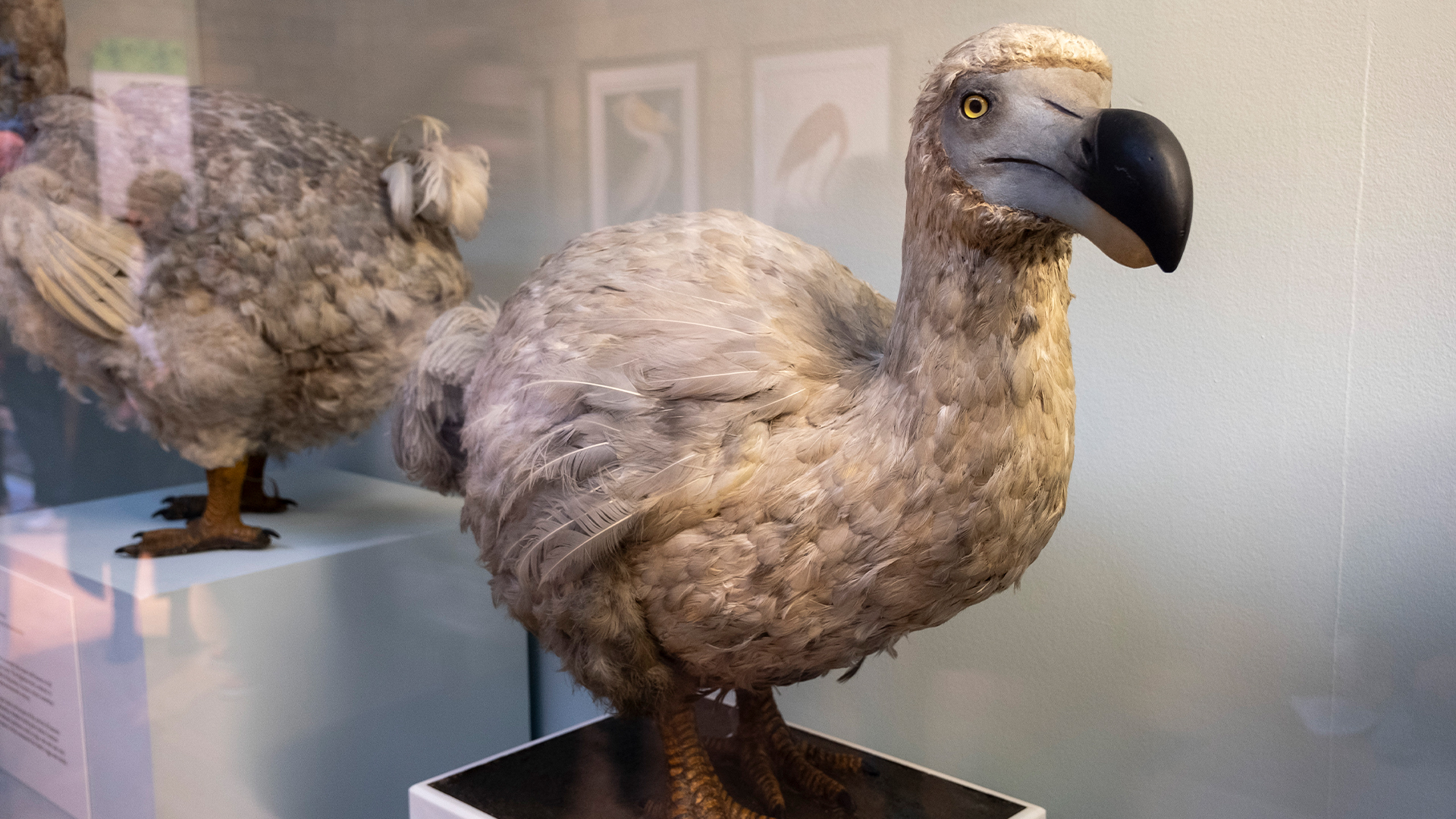 suntem-la-a-sasea-extinctie-in-masa?
