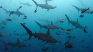 urmareste-rechinii-ciocan-inotand-in-„cicloni”-in-jurul-unui-vulcan-antic-in-imagini-rare