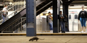 infectiile-cu-pipi-de-sobolan-care-pun-viata-in-pericol-ating-niveluri-record-in-new-york