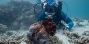 secretele-caracatitei-ne-poarta-in-lumea-acestor-„extraterestri-de-pe-pamant”