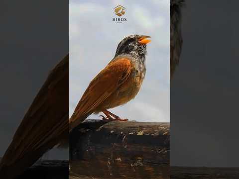 غناء طائر الدرسة الصحراوية | Emberiza sahari