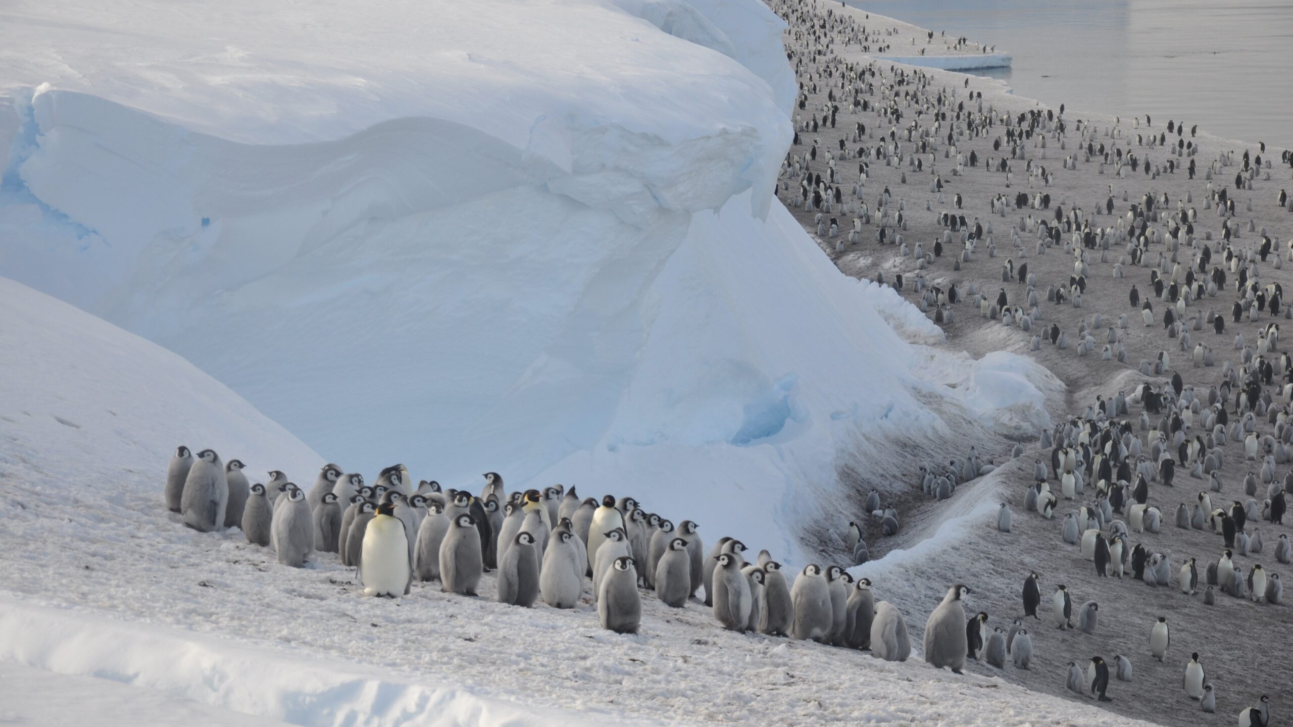 sute-de-pui-de-pinguin-imparat-vazuti-aruncandu-se-de-pe-o-stanca-de-50-de-picioare,-intr-o-filmare-primara-de-acest-fel