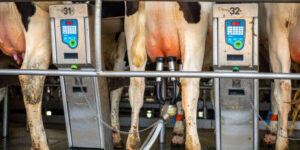 fragmente-de-genom-al-virusului-gripei-aviare-gasite-in-laptele-pasteurizat,-spune-fda