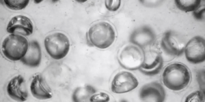 sfere-mici-de-cauciuc-folosite-pentru-a-face-un-fluid-programabil