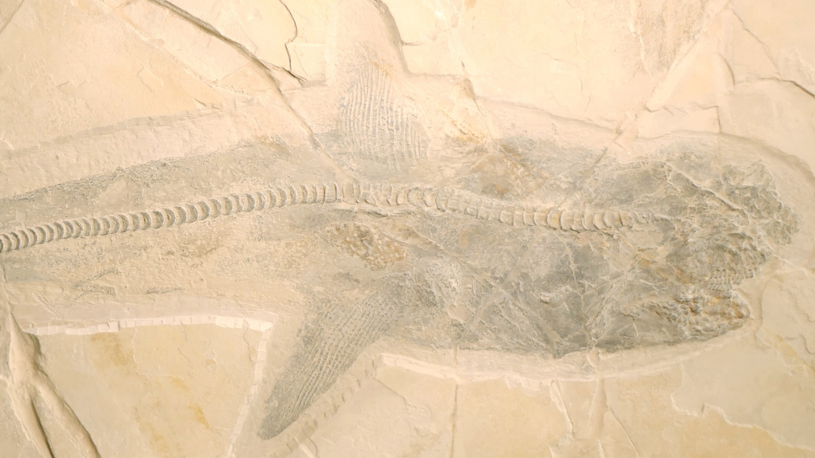 ruda-antica-de-30-de-picioare-cu-marele-rechin-alb,-descoperita-in-cariera-din-mexic
