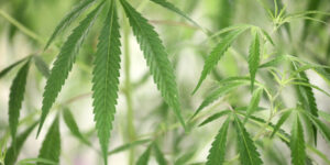 dea-va-reclasifica-marijuana-ca-drog-cu-risc-mai-mic,-spun-rapoartele