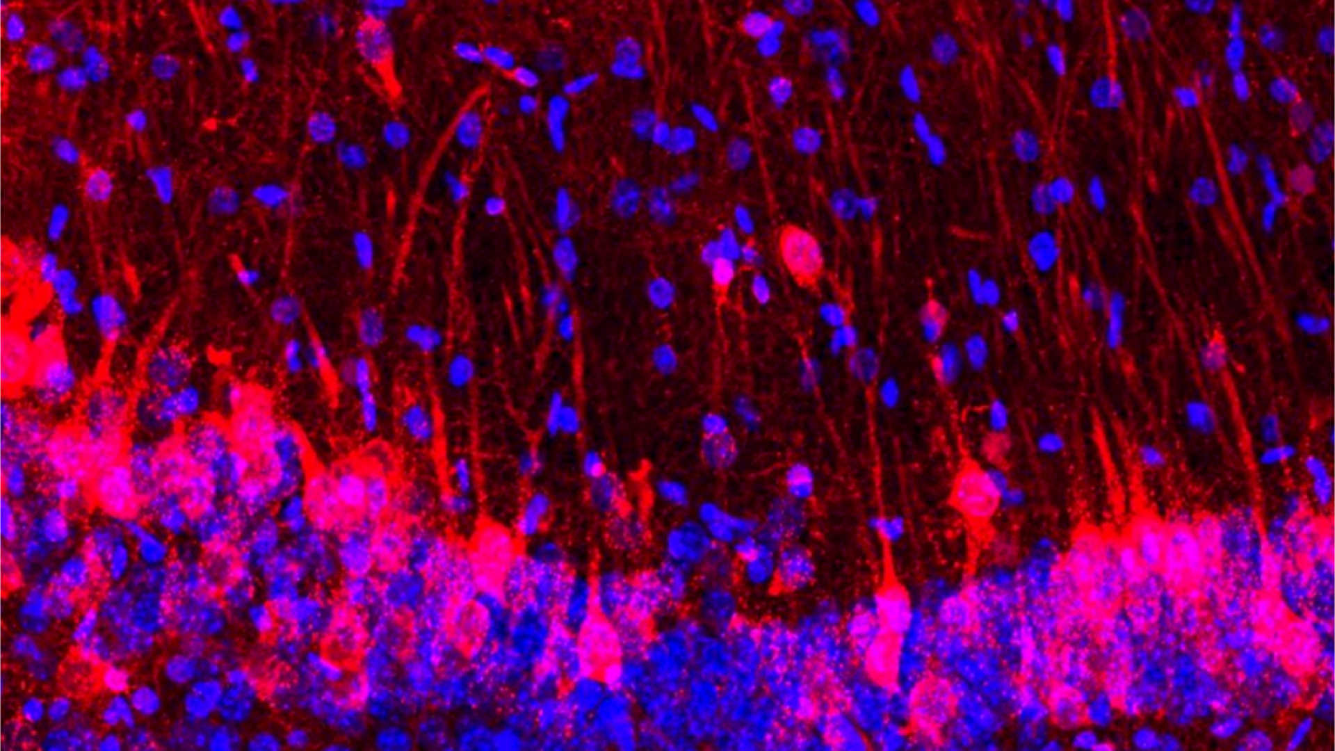 soareci-„frankenstein”-cu-celule-cerebrale-de-la-sobolani-crescuti-in-laborator