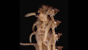 cum-aterizeaza-pisicile-in-picioare?