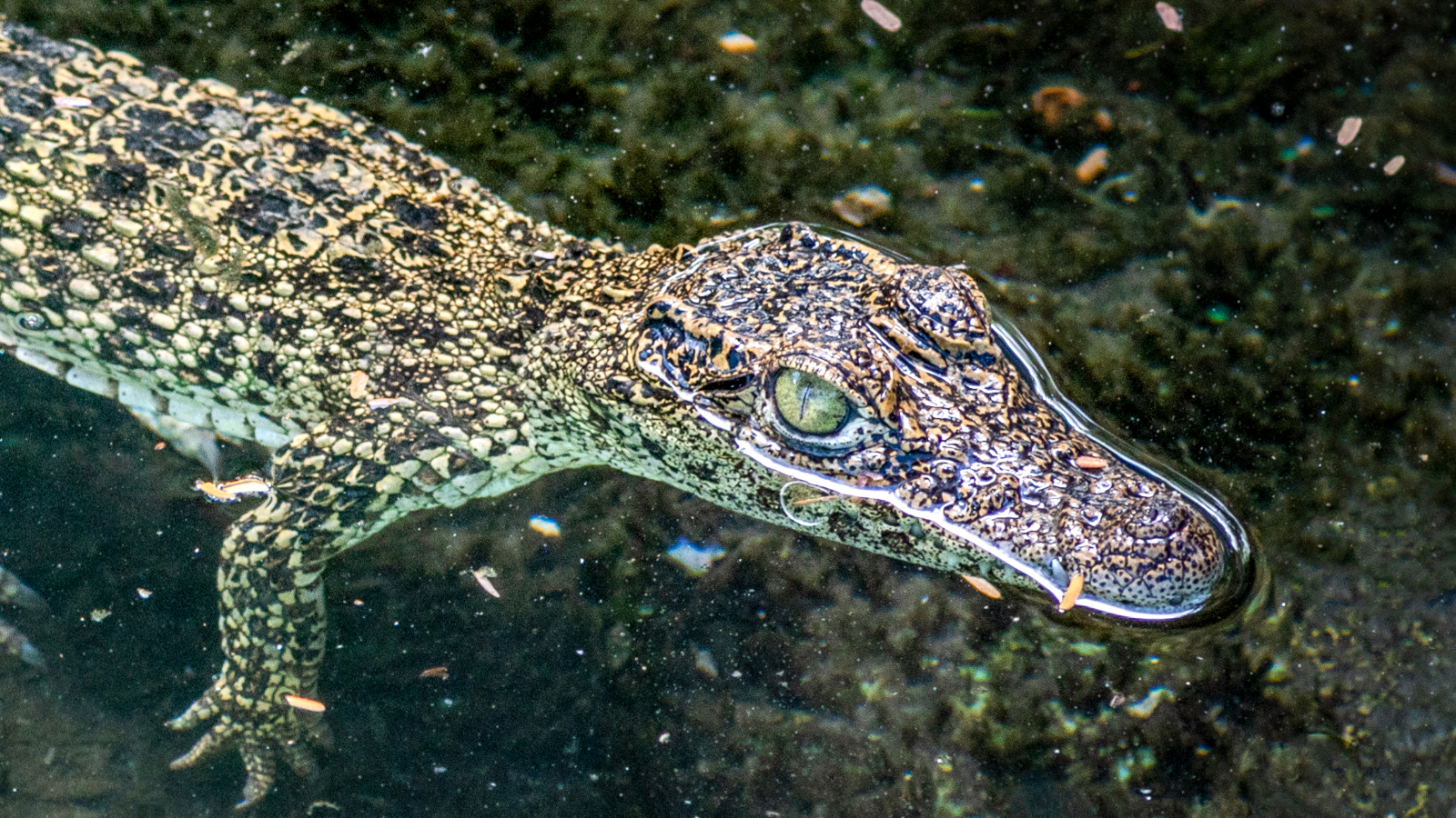pisicile-salbatice-au-mancat-pui-de-crocodili-in-pericol-critic-in-cuba,-sugereaza-un-studiu