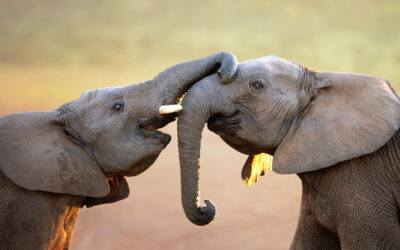 Elefanții spun „bună ziua” prietenilor bătând din urechi și scoțând mici zgomote zgomotoase