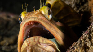 sarcastic-fringehead:-micul-peste-furios-care-se-angajeaza-in-lupte-gura-la-gura