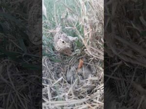 new birds in Pakistan short video #birdss #birds #nature