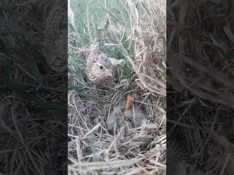 new birds in Pakistan short video #birdss #birds #nature