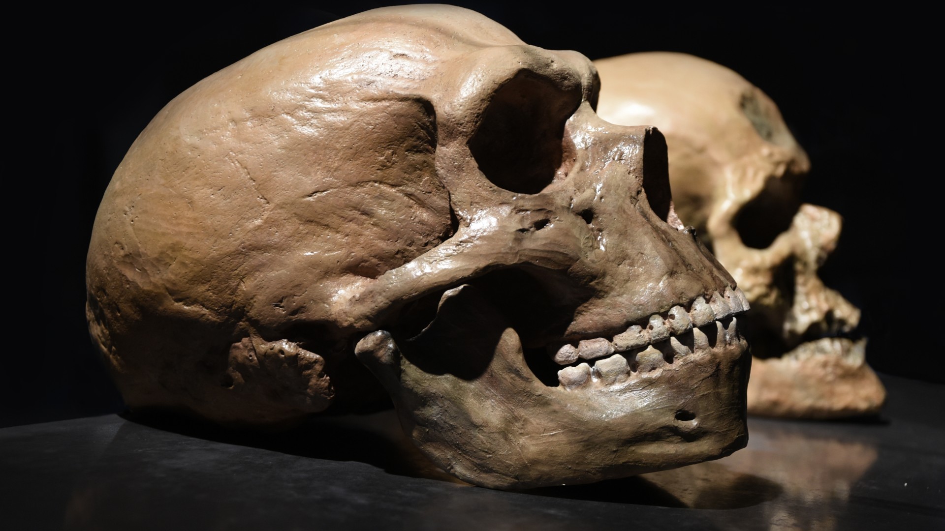 care-este-diferenta-dintre-oamenii-de-neanderthal-si-homo-sapiens?